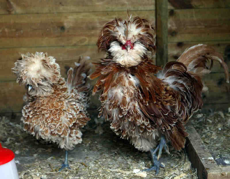 rare, breed, poultry